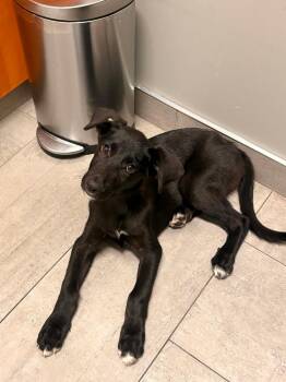 Lucky Mississippi -  Shepherd Dog for Adoption in Hillside, Illinois - Lucky Mississippi | PetCurious