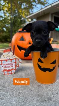Wendy -  Chiweenie Dog for Adoption in Walker, Louisiana - Wendy | PetCurious