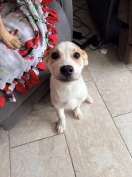 Border Collie Dogs Available for Adoption - Chloe  | PetCurious