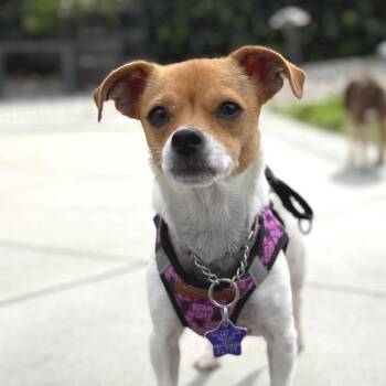 Chihuahua Dogs Available for Adoption in San Francisco, California - Ceres | PetCurious