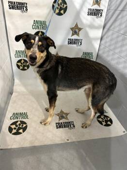TAD -  Australian Cattle Dog Blue Heeler and Australian Shepherd Dog for Adoption in Winter Haven, Florida - TAD | PetCurious