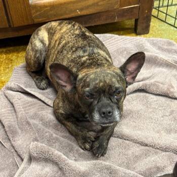 Peach -  French Bulldog Dog for Adoption in Montgomery, Texas - Peach | PetCurious