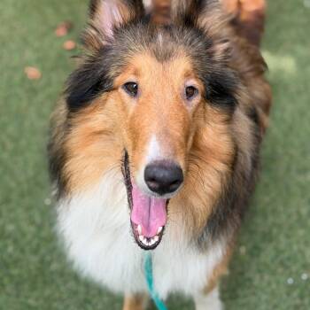 Spirit -  Mixed Breed Dog for Adoption in Asheville, North Carolina - Spirit | PetCurious