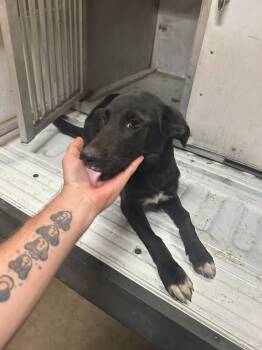 Rescue Mixed Breed Dogs for Adoption in Hot Springs, Arkansas - Bam Bam | PetCurious