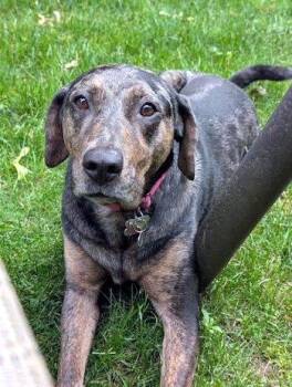 Piper -  Catahoula Leopard Dog Dog for Adoption in Bedford Hills, New York - Piper | PetCurious