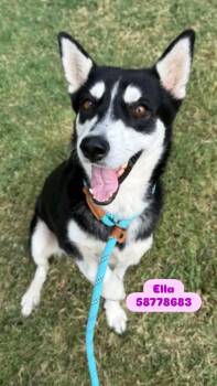 Rescue Siberian Husky Dogs for Adoption in Rocky Point, New York - ELLA | PetCurious