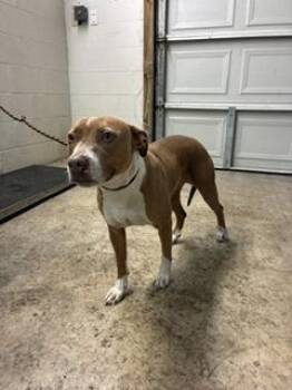 Miracle -  Pit Bull Terrier and Mixed Breed Dog for Adoption in Gainesville, Florida - Miracle | PetCurious