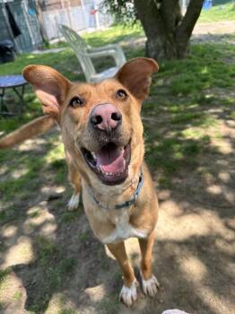 Charming Chance -  Hound and Labrador Retriever Dog for Adoption in Brewster, New York - Charming Chance | PetCurious