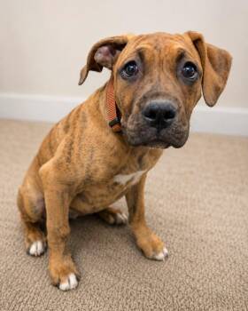 Liesl -  Boxer and Pit Bull Terrier Dog for Adoption in Carson City, Nevada - Liesl | PetCurious