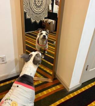 Mixed Breed Dogs Available for Adoption - Syd The Sloth | PetCurious