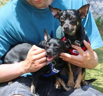 Nani & Terry -  Chihuahua Dog for Adoption in Harrison, New York - Nani & Terry | PetCurious