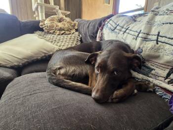 Cannoli -  Mixed Breed Dog Available for Adoption in Mccall, Idaho - Cannoli | PetCurious