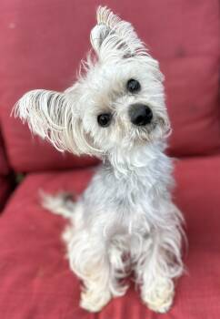 Rescue Yorkshire Terrier Dogs for Adoption in Lawrenceville, Georgia - Whitaker | PetCurious