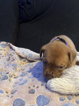 Brownie - Lola Mae -  American Bulldog Dog for Adoption in Lakeland, Florida - Brownie - Lola Mae | PetCurious
