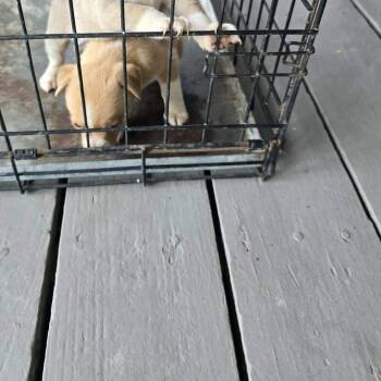 Bear -  Chihuahua Dog for Adoption in Gainesville, Virginia - Bear | PetCurious