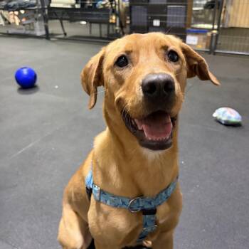 Rusty -  Labrador Retriever Dog for Adoption in Hollis, New Hampshire - Rusty | PetCurious
