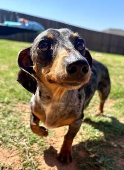 Dachshund Dogs Available for Adoption in Shawnee, Oklahoma - Juno | PetCurious