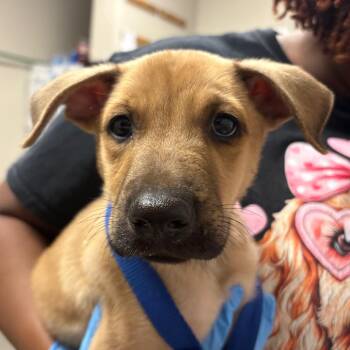Theodore -  Mixed Breed Dog for Adoption in Yuma, Arizona - Theodore | PetCurious