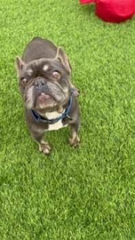 Rescue French Bulldog Dogs for Adoption in Mesa, Arizona - Benny | PetCurious