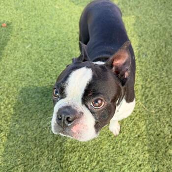Cubbie -  Boston Terrier Dog for Adoption in Idaho Falls, Idaho - Cubbie | PetCurious