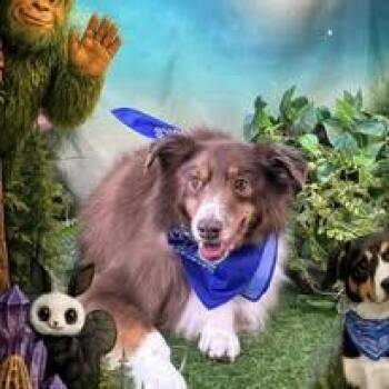 Red River -  Australian Shepherd Dog Available for Adoption in Winchester, Kentucky - Red River | PetCurious