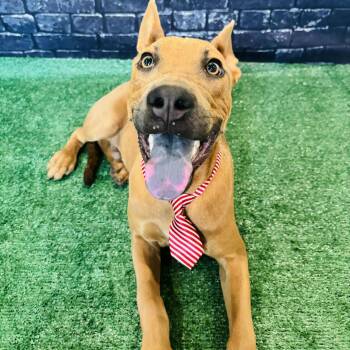 Rescue Carolina Dog and Shepherd Dogs for Adoption in Lucas, Texas - Levi | PetCurious