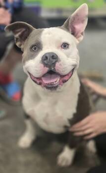 Pit Bull Terrier Dogs Available for Adoption in Shiloh, Illinois - Marty | PetCurious