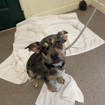 English Bulldog and Mixed Breed Dogs Available for Adoption in Pasadena, California - Maggie May | PetCurious