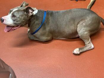 Zeus Burroughs -  Pit Bull Terrier Dog for Adoption in Douglasville, Georgia - Zeus Burroughs | PetCurious