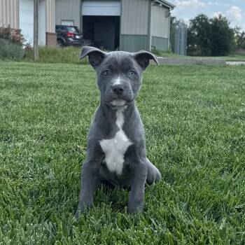 Duckling -  Mixed Breed Dog for Adoption in Mcpherson, Kansas - Duckling | PetCurious