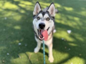 BENITO -  Siberian Husky Dog for Adoption in Antioch, California - BENITO | PetCurious