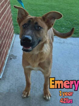 Rescue Shepherd Dogs for Adoption in Holbrook, New York - EMERY | PetCurious