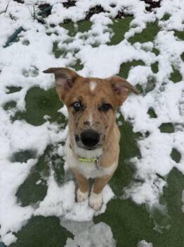Australian Shepherd and Mixed Breed Dogs Available for Adoption in Denver, Colorado - Blade | PetCurious