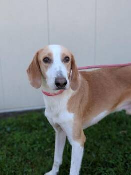 Hound Dogs Available for Adoption in Gulfport, Mississippi - Boone | PetCurious