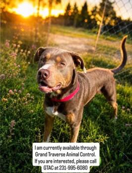 Baxter 4008 -  Mixed Breed Dog for Adoption in Traverse City, Michigan - Baxter 4008 | PetCurious