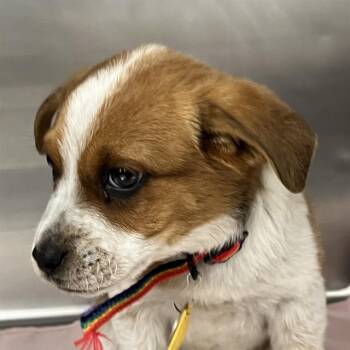Australian Shepherd and Mixed Breed Dogs Available for Adoption - WAVE | PetCurious