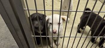 Rescue American Staffordshire Terrier and Mixed Breed Dogs for Adoption in Clovis, New Mexico - 85728 | PetCurious