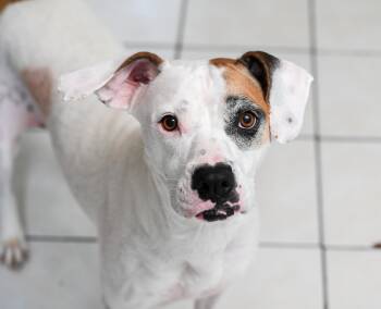 Rescue Boxer Dogs for Adoption in Chattanooga, Tennessee - Isabelle | PetCurious