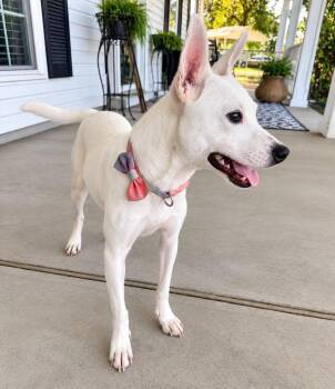 Happy -  Jack Russell Terrier Dog for Adoption in Grand Bay, Alabama - Happy | PetCurious