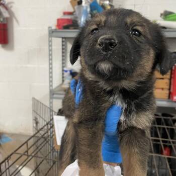 Shepherd Dogs Available for Adoption - Julia | PetCurious