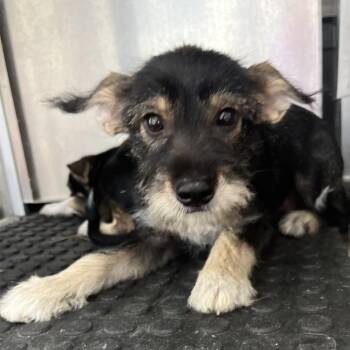 Terrier Dogs Available for Adoption in Edinburg, Texas - Cubby | PetCurious