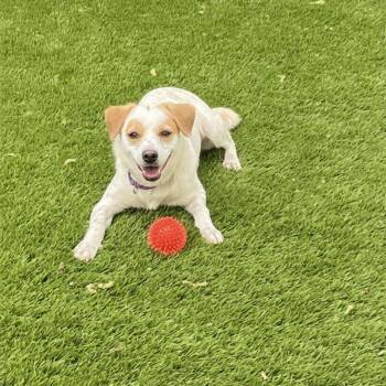 Strudel -  Jack Russell Terrier and Dachshund Dog for Adoption in San Francisco, California - Strudel | PetCurious