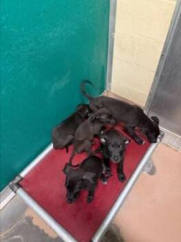 MIDNIGHT -  Pit Bull Terrier and Mixed Breed Dog for Adoption in Texas City, Texas - MIDNIGHT | PetCurious