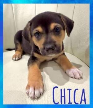 Chica -  Mixed Breed Dog for Adoption in Chino Valley, Arizona - Chica | PetCurious