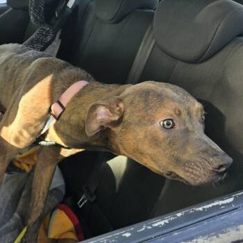 Rescue Pit Bull Terrier Dogs for Adoption in Anderson, California - Tony | PetCurious