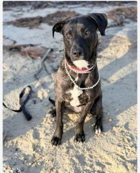 Mixed Breed Dogs Available for Adoption in Highland, New York - Holly | PetCurious