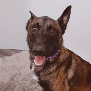 Messi -  Belgian Shepherd Malinois and Mixed Breed Dog for Adoption in Los Angeles, California - Messi | PetCurious