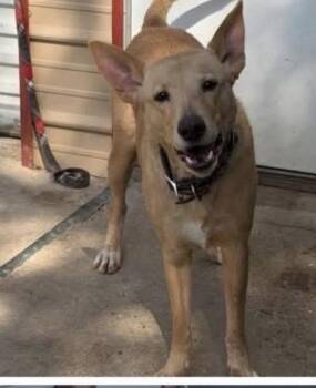 Labrador Retriever and German Shepherd Dog Dogs Available for Adoption in Weatherford, Texas - Bailey | PetCurious