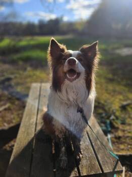 Australian Shepherd Dogs Available for Adoption in Ontario, California - Deku #5195 | PetCurious