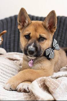 Siberian Husky and German Shepherd Dog Dogs Available for Adoption in Los Angeles, California - Rickon  | PetCurious
